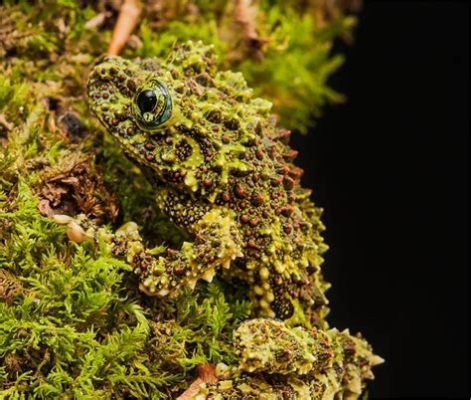  Vietnamese Mossy Frog:  A Tiny Tree Dweller That Embraces Both Camouflage and Vibrant Colors!